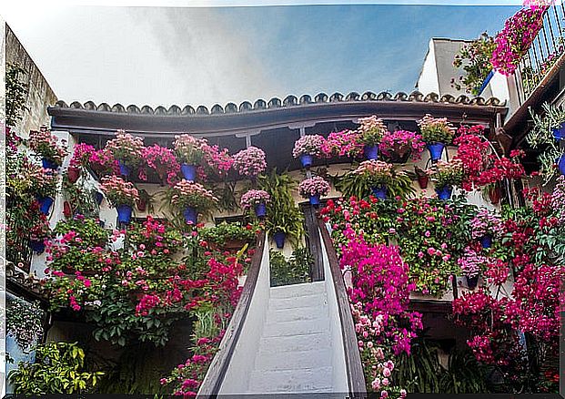 Cordoba patio in spring