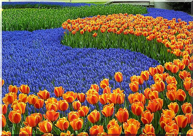 Keukenhof garden in Holland