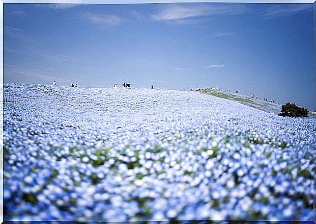 Hitachi Seaside Park in spring