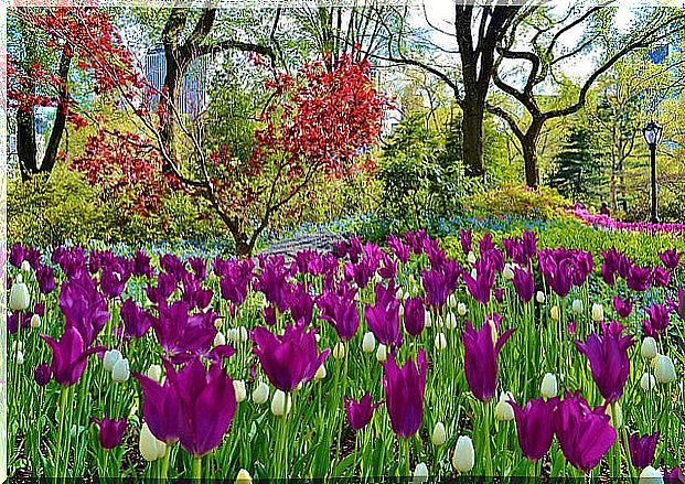 New York's Central Park in spring