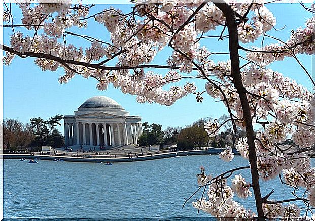 Cherry trees in washington